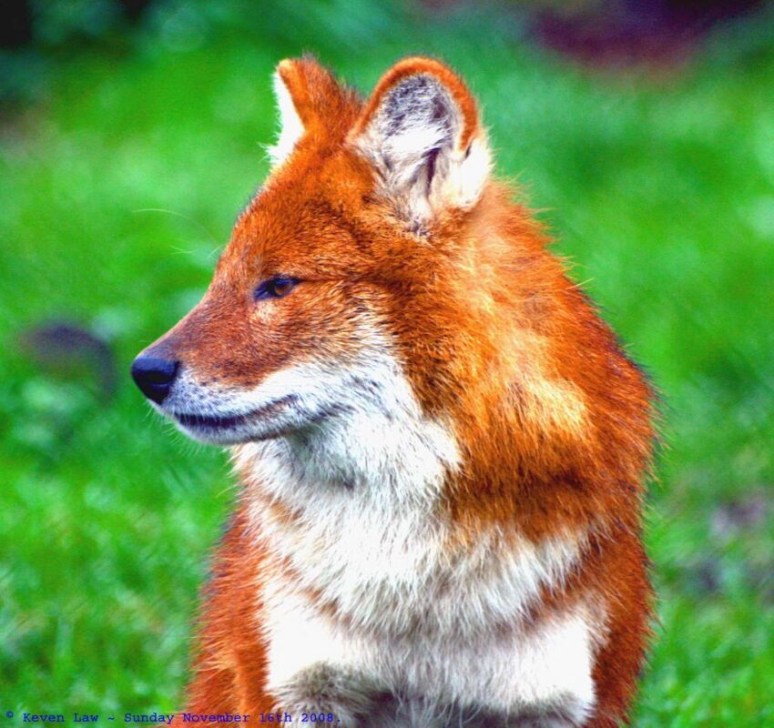 Красный волк (Горный волк)