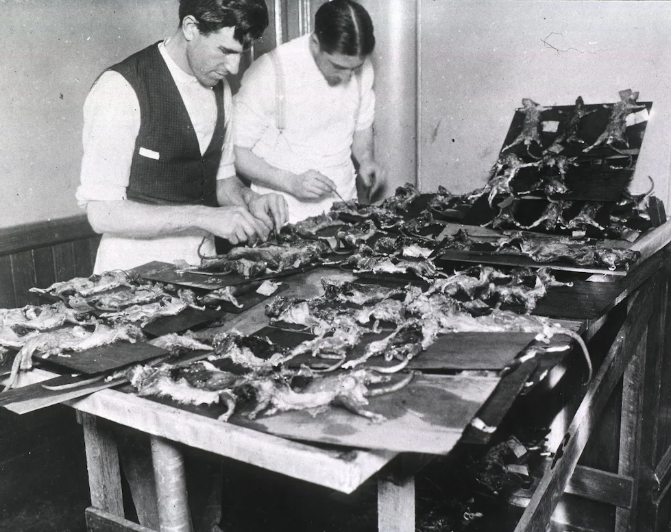 Эпидемия бубонной чумы в США. 6 марта 1900 г.